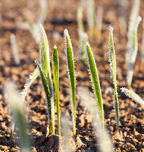 San Francisco Helicopter Frost and Ice